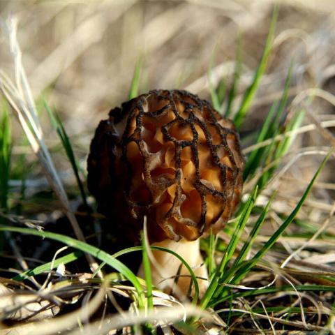 村里一種野生菌，現(xiàn)在逐步減少，一斤600多元價值很珍貴