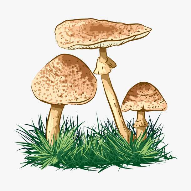 預(yù)警：野生菌中毒怎么防？怎么控？怎么辦？