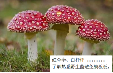 預(yù)防毒蘑菇中毒，這些事你該知道